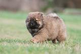 CHOW CHOW 327